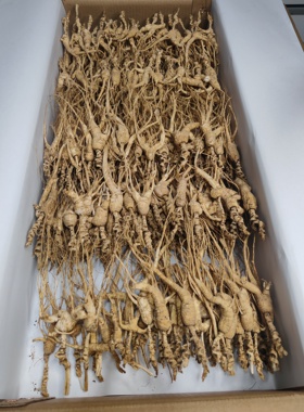 长白山18-20林下籽残参打粉自用实图拍摄品相不好 五红汤玉灵膏