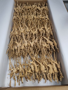 20年左右的野山参残参打粉自用实图拍摄品相不好效果不变价格便宜