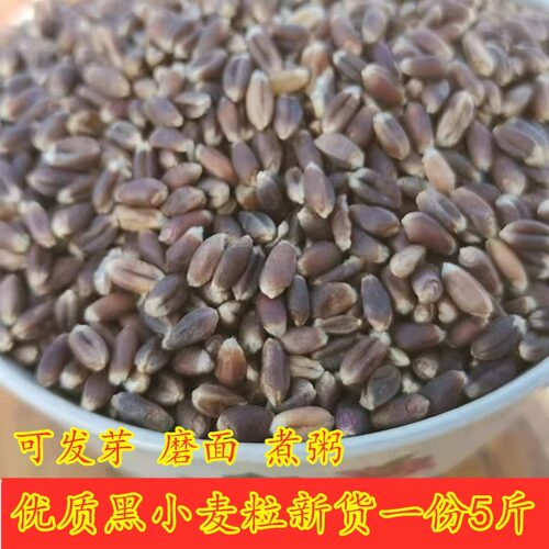 黑小麦优粮品芝新黑小麦农家