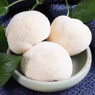 福建头茬新鲜猴头菇1000克顺丰当季现采猴脑菌自然生长健康食材