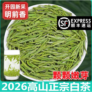 正宗安吉白茶2026新茶叶明前特级高山白茶头采嫩芽绿茶罐装礼盒