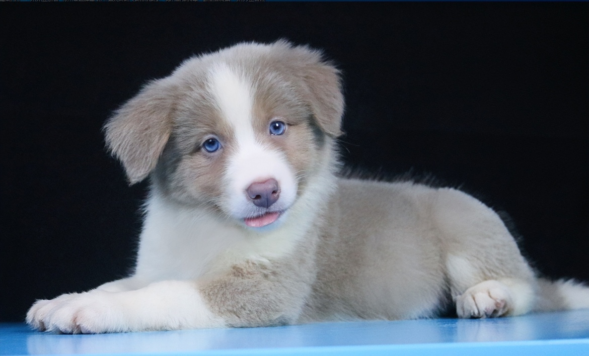 边牧幼犬纯种活体三色咖啡红陨石宠物狗宁波CKU双血统边境牧羊犬