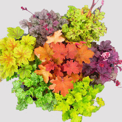矾根花苗套餐矾根盆栽植物|变色观叶植物冬天彩叶草花卉|强耐寒