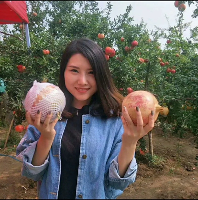 石榴树苗特大突尼斯软籽石榴盆栽地栽南方北方种植当年结果果树苗