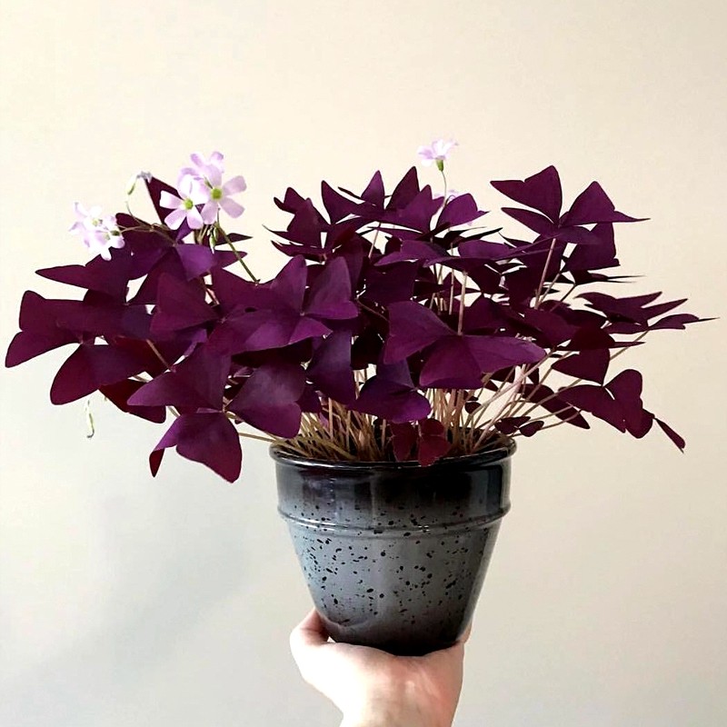 紫叶炸酱草种球紫色花幸运草盆栽紫蝴蝶三叶草室内庭院花卉植物