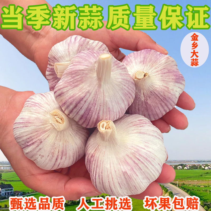 2025年紫皮大蒜特大果5斤装大蒜种子可吃可种