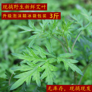 新鲜艾叶 生艾叶干艾叶草糍粑艾粄野生艾草叶食用清明草青团1500g