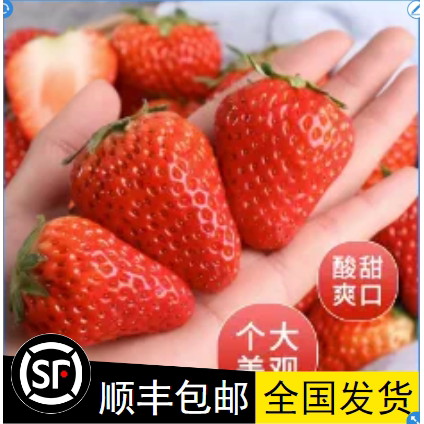 云南四季草莓新鲜商用糖葫芦烘焙专用水果整箱批发包赔奶茶蛋糕