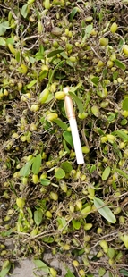 福建小叶野生崖壁石橄榄非云南广西石仙桃