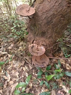 福建野生林芝切片灵芝灵芝片灵芝赤芝可帮忙切片