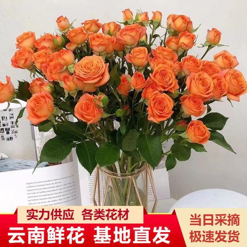 多头玫瑰鲜花水养插花花束发顺丰