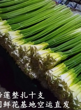 马蹄莲鲜花云南昆明鲜花基地直发白色马蹄莲鲜切花手捧花水养花束