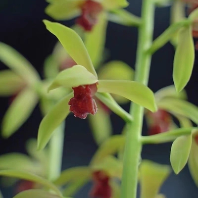 兰花苗蕙兰名品【至尊红颜】组培硬化一年半  花开浓香花卉绿植