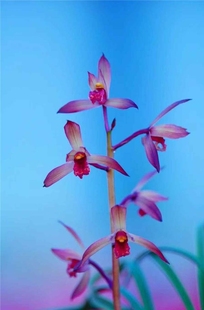 兰花苗蕙兰 浓香室内花卉绿植好养 中国红