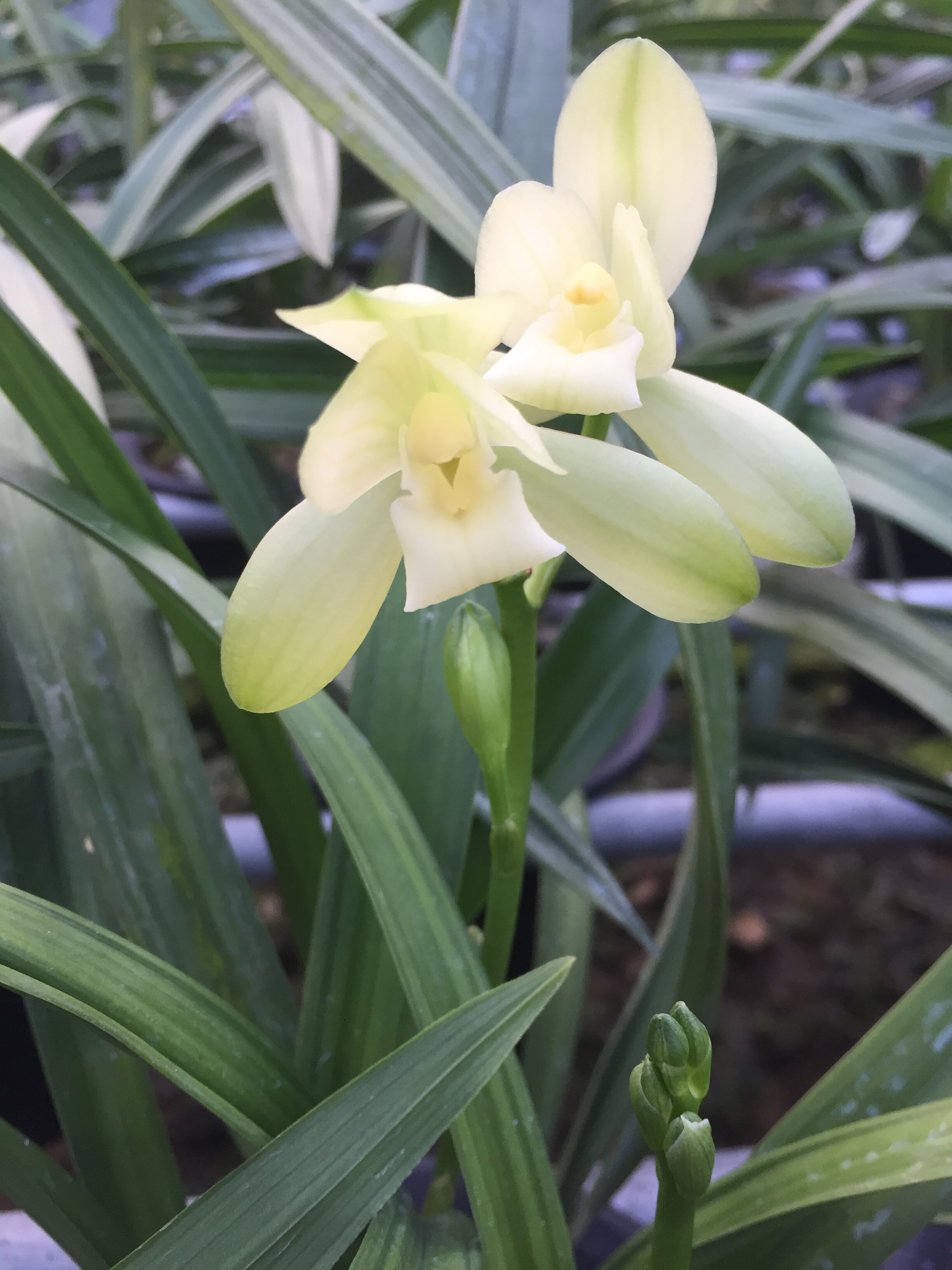 素君荷兰花桌面迷你盆栽花卉建兰花苗植物夏带花苞