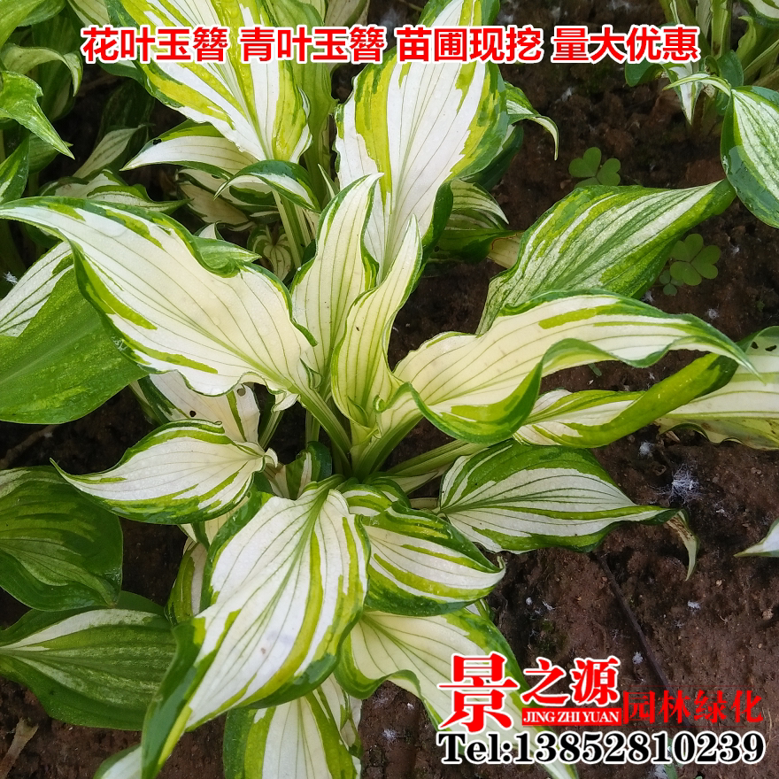 促销玉簪花 玉簪花苗 玉簪苗洁白无暇庭院盆栽白玉簪花叶金边玉簪