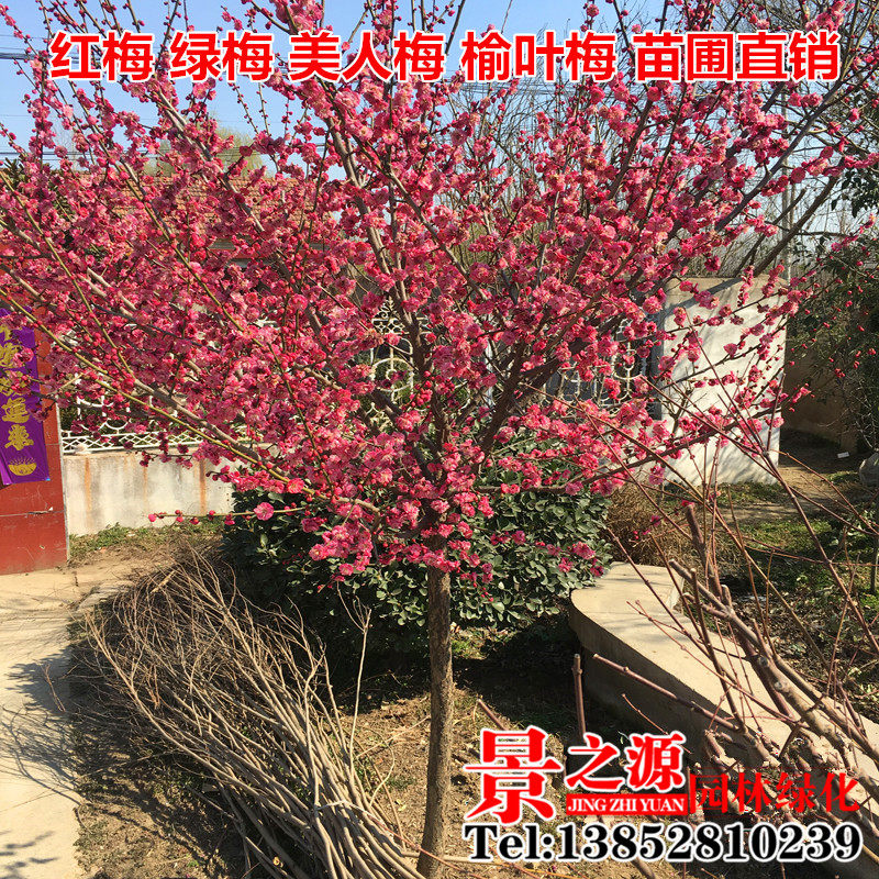 促销梅花盆景树桩梅花苗腊梅苗红梅绿梅美人梅榆叶梅树苗庭院盆栽