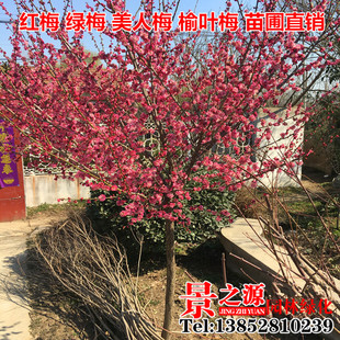 促销梅花盆景树桩梅花苗腊梅苗红梅绿梅美人梅榆叶梅树苗庭院盆栽