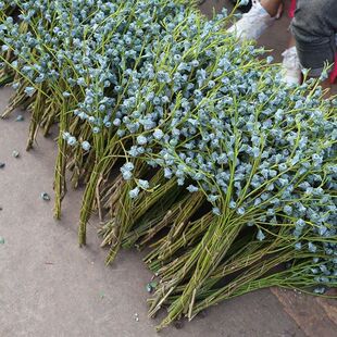新鲜采摘尤加利果鲜花直批家用干花复古风发花云南直发昆明基地