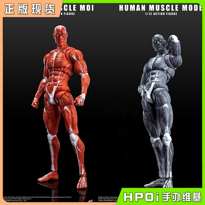玩朝玩具 1/12 人体肌肉模型 可动成品 手办