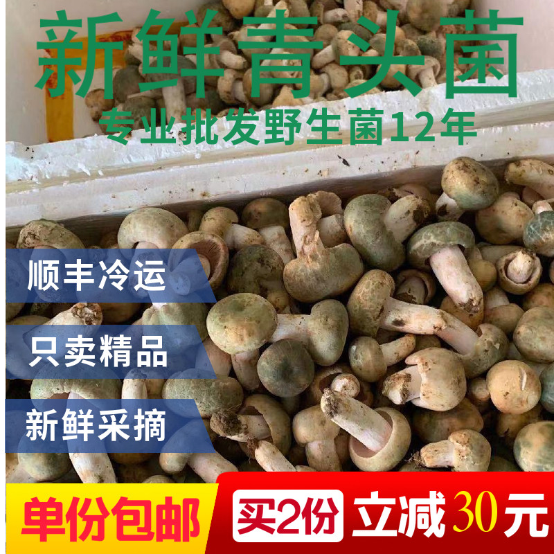 精品骨朵现货500克新鲜野生菌