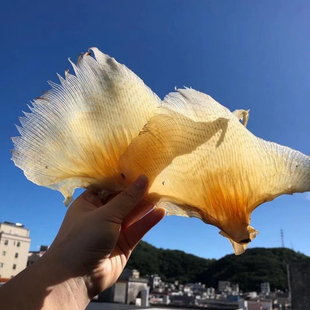 蒲鱼翅海狗翅晒场直发 海狗翅佛跳墙酒店餐饮 海味干货精品500克