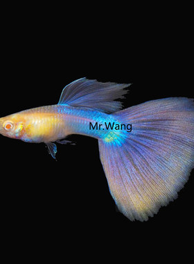 循鱼MrWang天使彩虹粉精品孔雀鱼