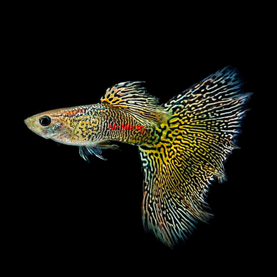 循鱼MrWang孔雀鱼细纹蕾丝