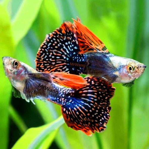 循鱼MrWang泰国进口精品大耳朵马赛克孔雀鱼热带鱼观背观赏鱼银背 - 封面