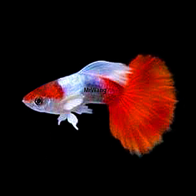 孔雀鱼循鱼MrWang孔雀鱼