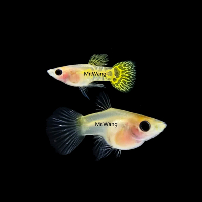 循鱼Mr.Wang玻璃蕾丝黑眼孔雀鱼