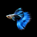 循鱼MrWang德国进口德系蓝礼服缎带大C精品礼服孔雀鱼热带鱼凤尾