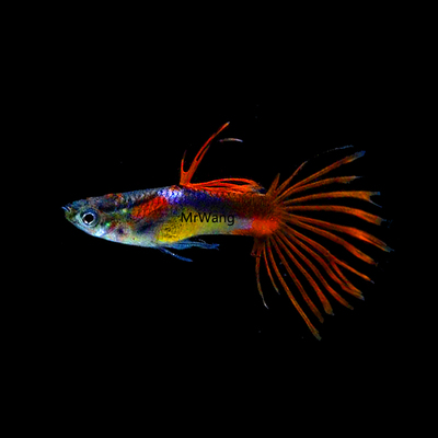 孔雀鱼循鱼MrWang孔雀鱼