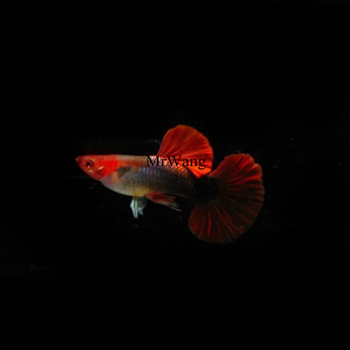 蓝版鸿运当头深海蓝贵族孔雀鱼