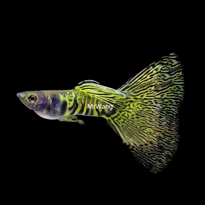 马来西亚进口银河绿宝石精品孔雀鱼热带鱼凤尾鱼淡水鱼纯种活体