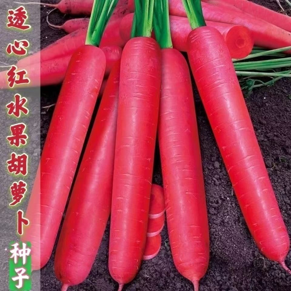 水果胡萝卜种子玫瑰红籽四