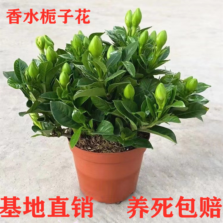 大叶香水栀子花盆栽带花苞四季开花客厅室内好养水培浓香型绿植物