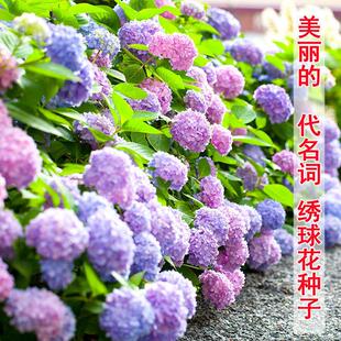 混色梦幻绣球花种子庭院阳台盆栽地栽易活四季开花室外绣球花种子
