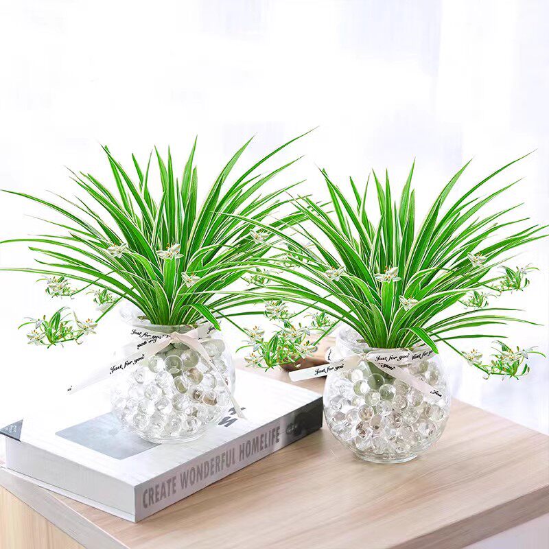 金边吊兰水培植物盆栽室内绿植花卉好养植物四季客厅净化空气花草