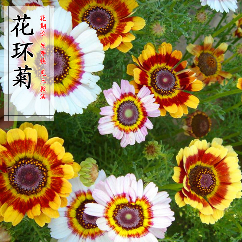 花环菊种子花种籽子多年生混色三色菊花庭院盆栽花卉种籽四季易活