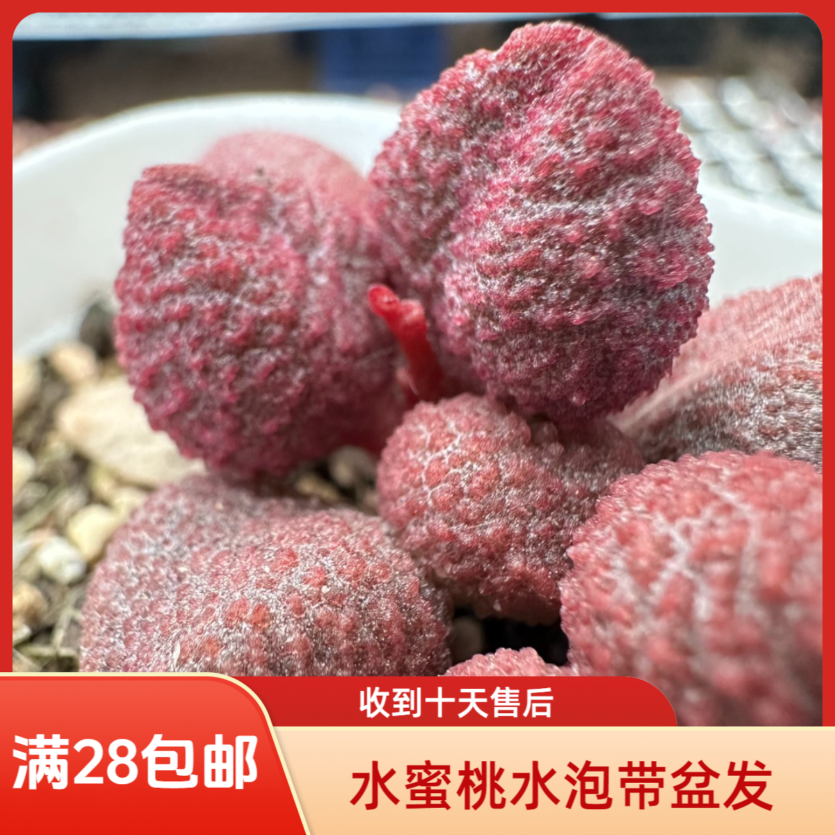 水蜜桃水泡28包邮带盆土发货稀有花卉盆栽进口多肉植物景天科成株