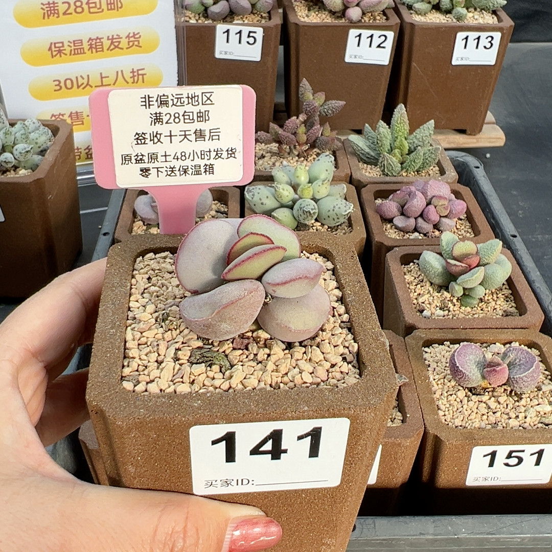 白肌红蛋141,鲜花速递/花卉仿真/绿植园艺,多肉植物,淘宝优惠券,粉丝福利购,淘宝优惠卷