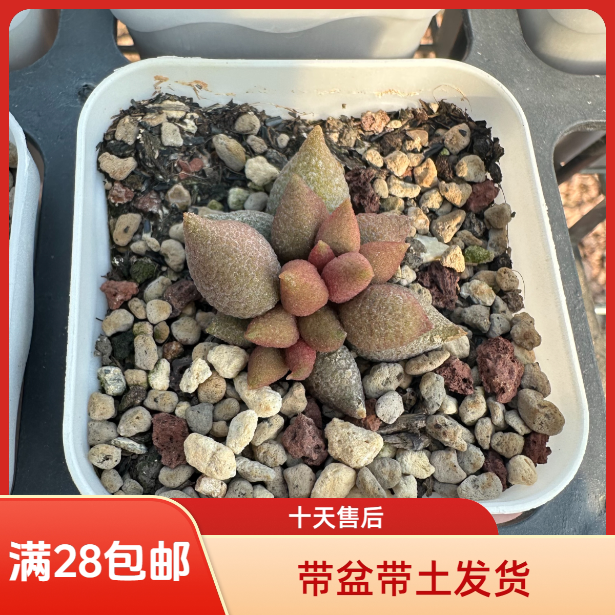 进口稀有小辣椒水泡多肉带盆土