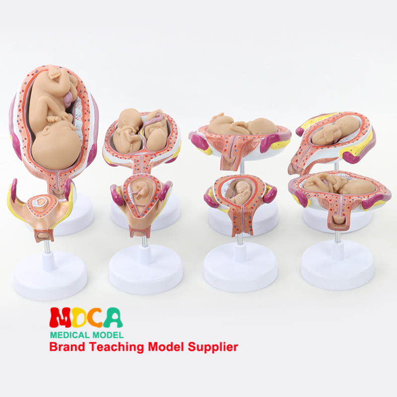 임신 배아 발달 모델 태아 교육 부인과 모델  태아 발달 과정 의료 교육 MPT004