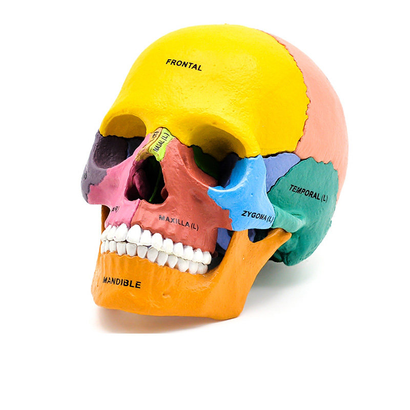 의료용 분리형 15개 부품 1:2 인간 색상 두개골 모델 두개골 두개골 의료용 치과 교육용