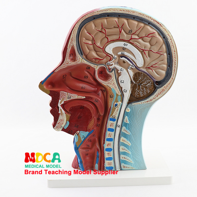 의료 머리 시상 섹션 두개골 표면 혈관 신경 모델 두개골 두개골 의료 교육 MTG017