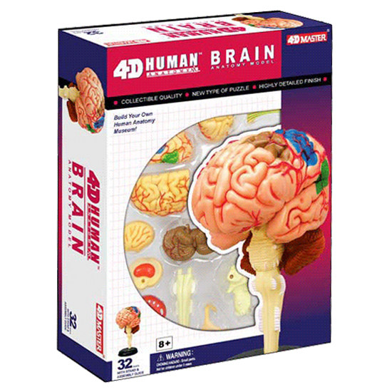 뇌 해부학 모델 인간의 오른쪽 반구 기능 영역 인간의 뇌 신경 뇌간 구조 부문 의료 교육 도구