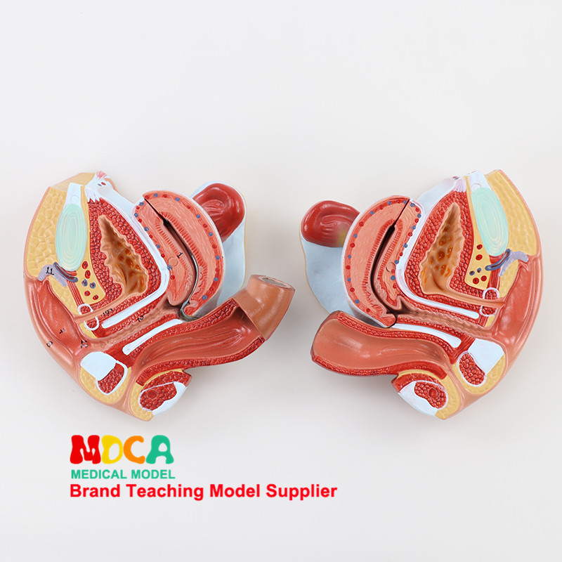 여성 모델 가족 계획 모델 의료 교육 MSZXT007