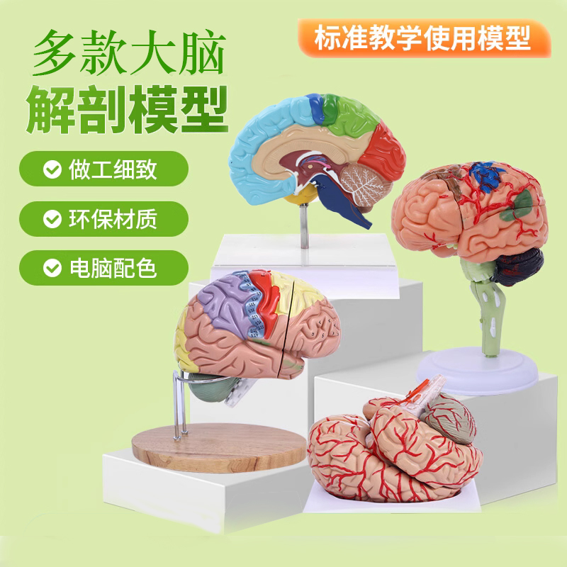 大脑解剖模型人脑神经功能分区