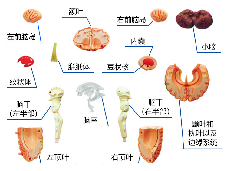 뇌 해부학 모델 인간의 오른쪽 반구 기능 영역 인간의 뇌 신경 뇌간 구조 부문 의료 교육 도구